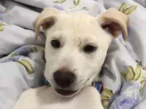 Cachorro raça SRD idade 2 a 6 meses nome Sem Nome