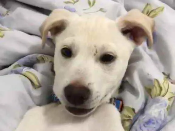 Cachorro raça SRD idade 2 a 6 meses nome Sem Nome