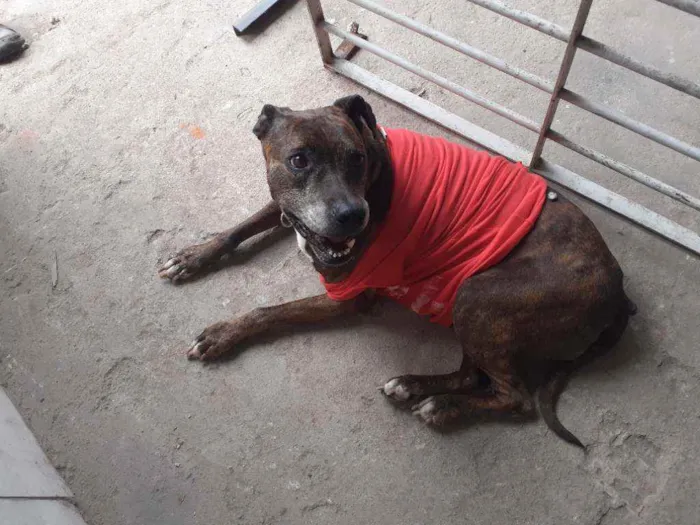 Cachorro raça Dinamarques com boxer idade 6 ou mais anos nome Cristal