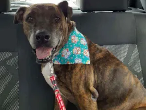 Cachorro raça Dinamarques com boxer idade 6 ou mais anos nome Cristal