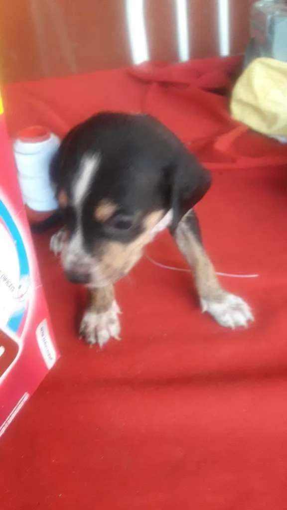 Cachorro ra a Indefinida idade Abaixo de 2 meses nome Não tem nomes