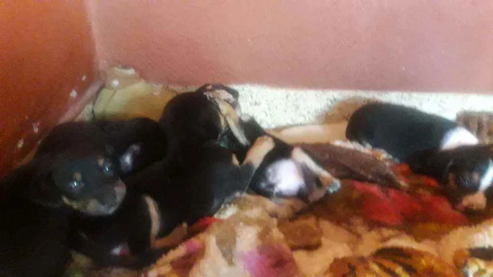 Cachorro ra a Indefinida idade Abaixo de 2 meses nome Não tem nomes