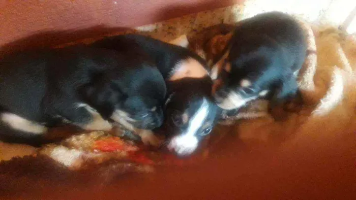 Cachorro ra a Indefinida idade Abaixo de 2 meses nome Não tem nomes