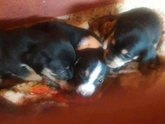 Cachorro ra a Indefinida idade Abaixo de 2 meses nome Não tem nomes