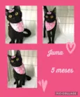Gato raça Srd idade 2 a 6 meses nome Juma