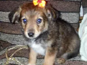 Cachorro raça SRD idade 2 a 6 meses nome Filhotes SRD