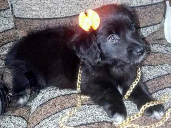 Cachorro raça SRD idade 2 a 6 meses nome Filhotes SRD