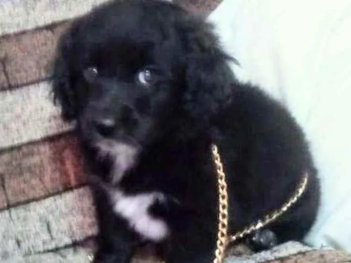 Cachorro raça SRD idade 2 a 6 meses nome Filhotes SRD