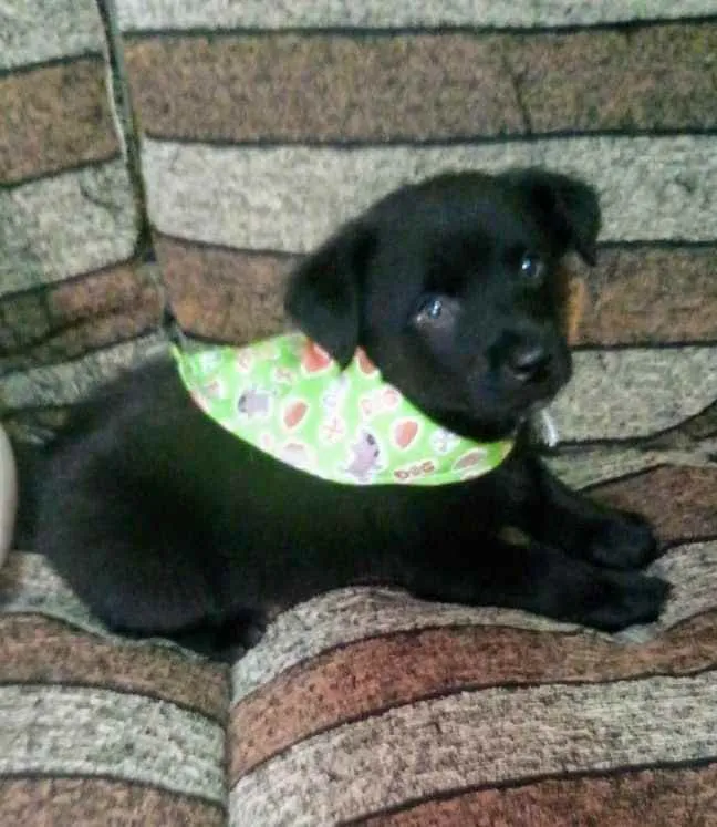 Cachorro raça SRD idade 2 a 6 meses nome Filhotes SRD