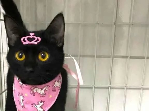 Gato raça Srd idade 2 a 6 meses nome Juma