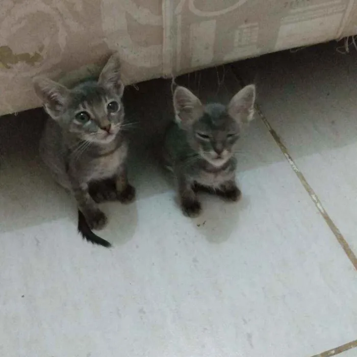 Gato ra a SRD idade 2 a 6 meses nome Sem nome