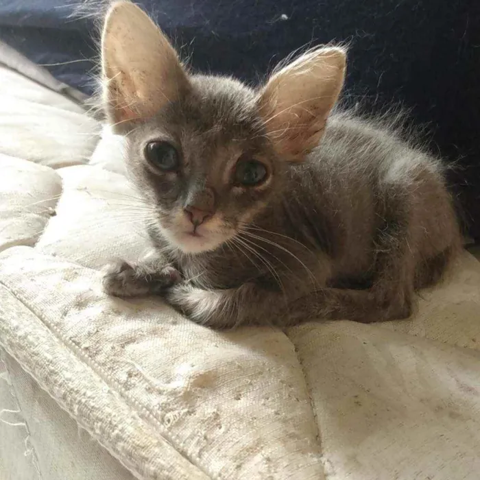 Gato ra a SRD idade 2 a 6 meses nome Sem nome