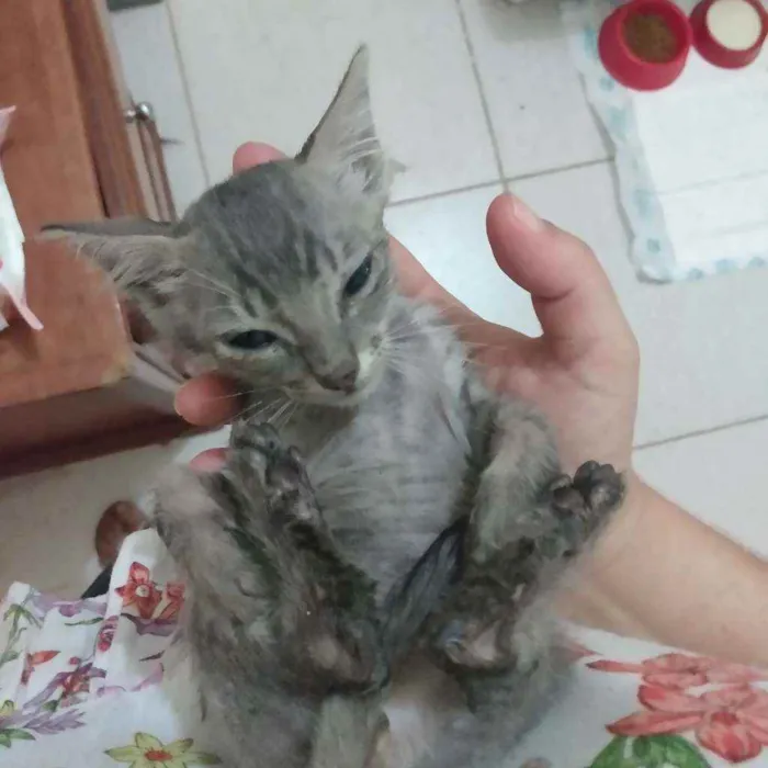 Gato ra a SRD idade 2 a 6 meses nome Sem nome
