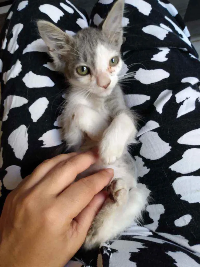 Gato ra a SRD idade 2 a 6 meses nome Sem nome
