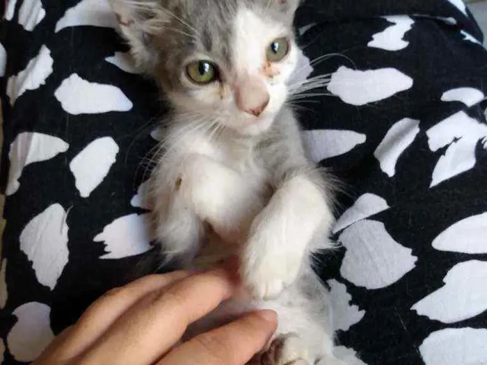 Gato ra a SRD idade 2 a 6 meses nome Sem nome