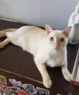Gato raça SRD idade 1 ano nome MARSHMALLOW 