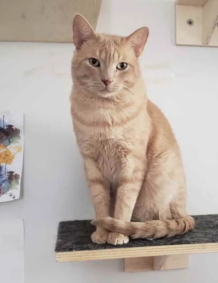 Gato ra a SRD idade 1 ano nome GARFIELD