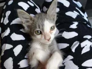 Gato raça SRD idade 2 a 6 meses nome Sem nome