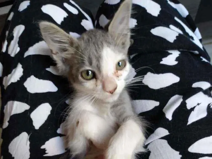 Gato ra a SRD idade 2 a 6 meses nome Sem nome