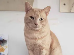 Gato raça SRD idade 1 ano nome GARFIELD