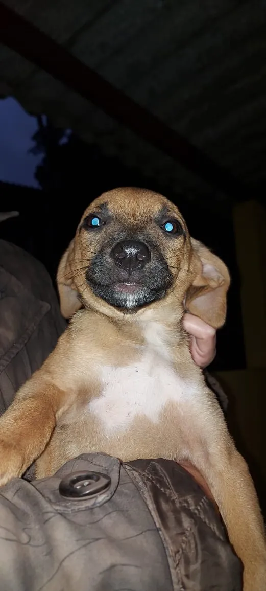 Cachorro ra a Srd idade Abaixo de 2 meses nome Filhotinhos