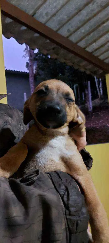 Cachorro ra a Srd idade Abaixo de 2 meses nome Filhotinhos