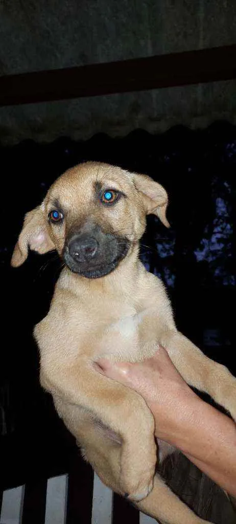 Cachorro ra a Srd idade Abaixo de 2 meses nome Filhotinhos