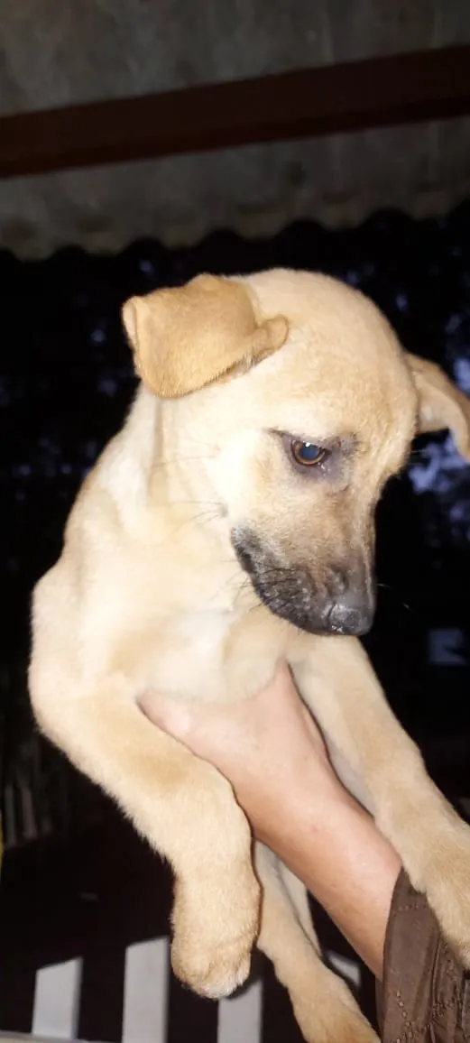 Cachorro ra a Srd idade Abaixo de 2 meses nome Filhotinhos