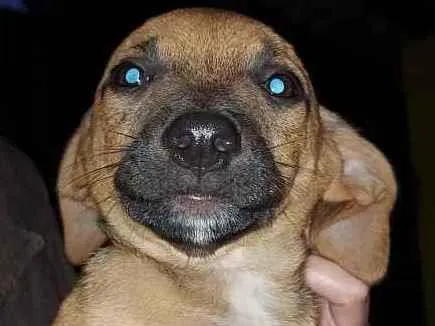 Cachorro ra a Srd idade Abaixo de 2 meses nome Filhotinhos