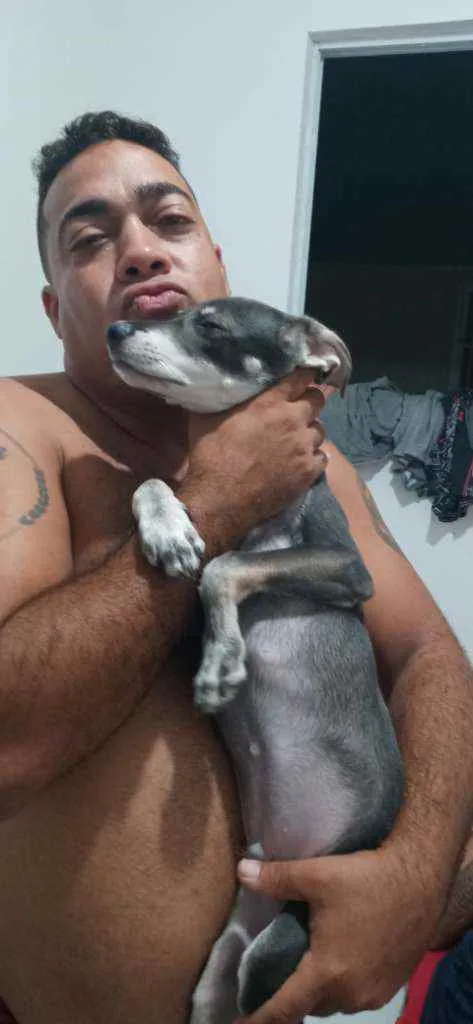Cachorro raça Sem raça idade 2 a 6 meses nome Maicon