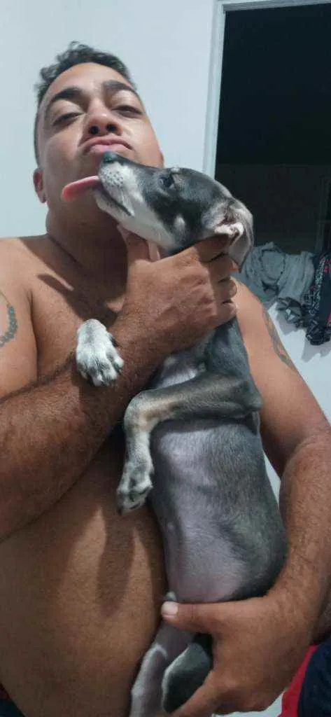 Cachorro raça Sem raça idade 2 a 6 meses nome Maicon