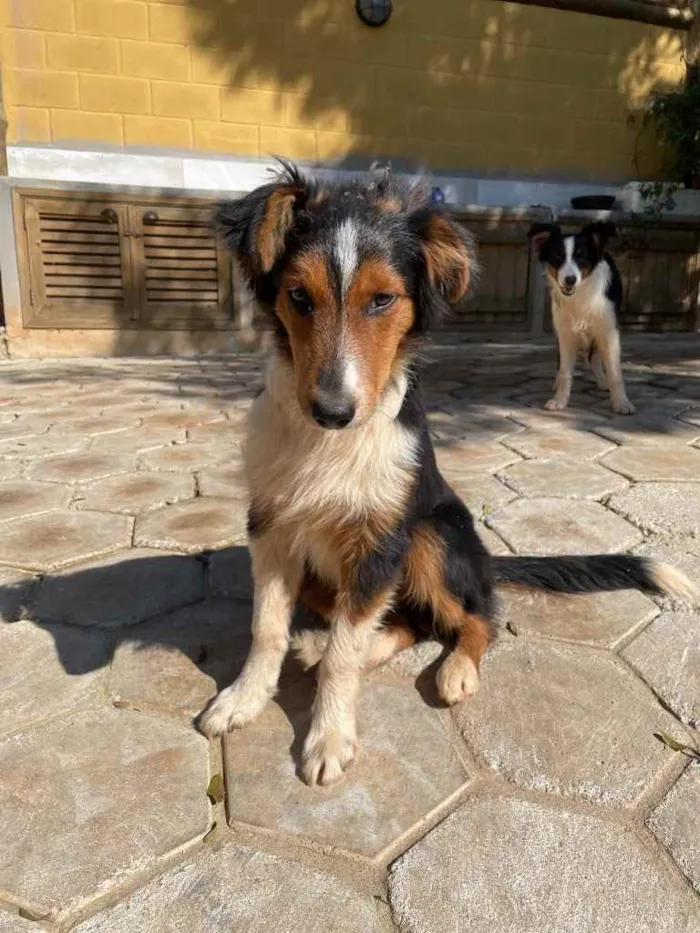 Cachorro ra a Border Collie idade 2 a 6 meses nome Tom