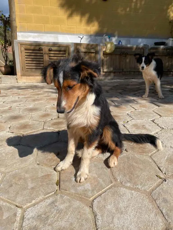 Cachorro ra a Border Collie idade 2 a 6 meses nome Tom