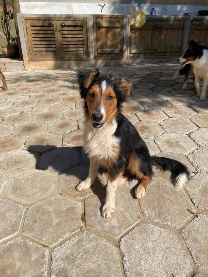Cachorro ra a Border Collie idade 2 a 6 meses nome Tom
