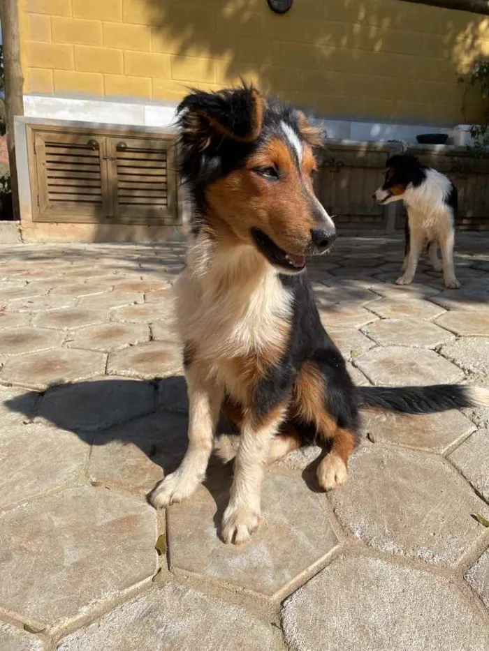Cachorro ra a Border Collie idade 2 a 6 meses nome Tom