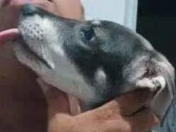 Cachorro raça Sem raça idade 2 a 6 meses nome Maicon