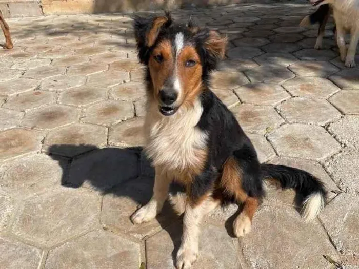 Cachorro ra a Border Collie idade 2 a 6 meses nome Tom