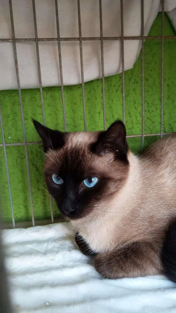 Gato raça Siamês idade 7 a 11 meses nome sem nome