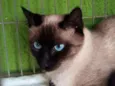 Gato raça Siamês idade 7 a 11 meses nome sem nome