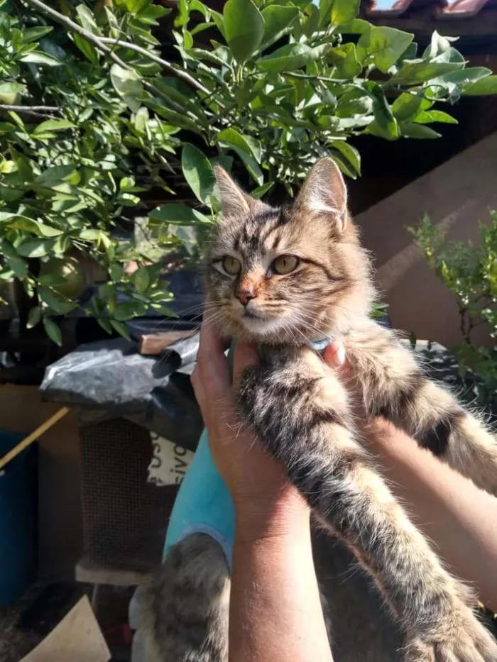 Gato raça SRD-ViraLata idade 1 ano nome sem nome