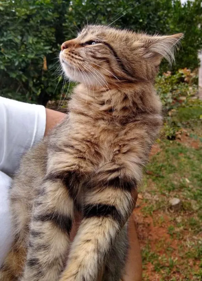 Gato raça SRD-ViraLata idade 1 ano nome sem nome