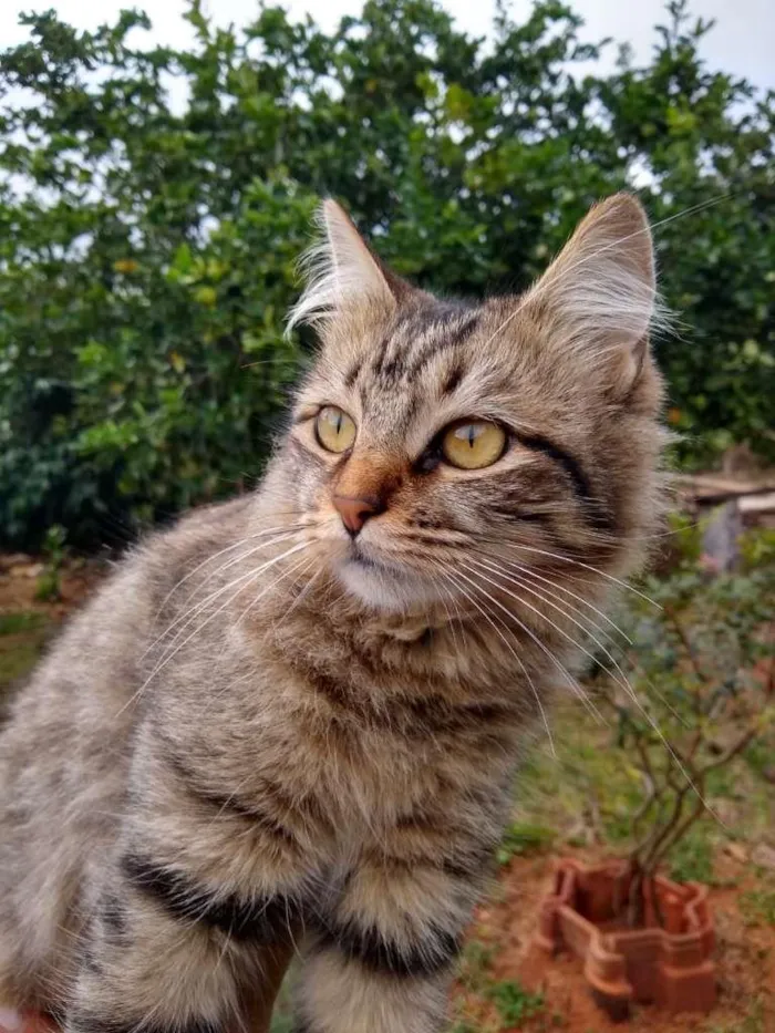 Gato raça SRD-ViraLata idade 1 ano nome sem nome