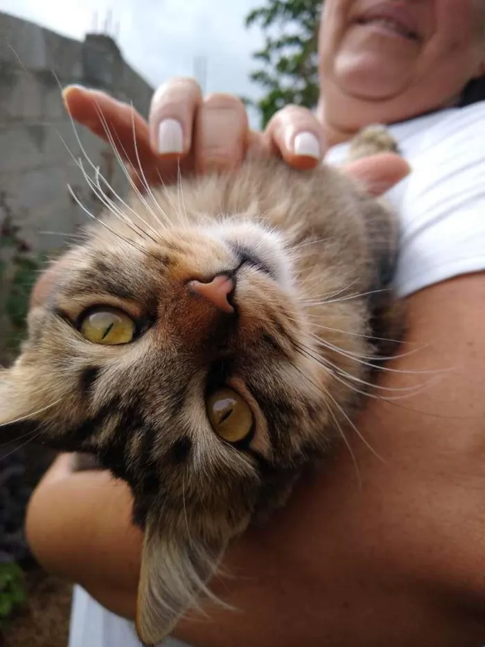 Gato raça SRD-ViraLata idade 1 ano nome sem nome