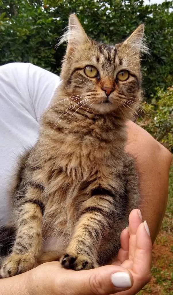 Gato raça SRD-ViraLata idade 1 ano nome sem nome