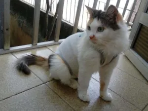 Gato raça sem raça definida idade 7 a 11 meses nome Mayka