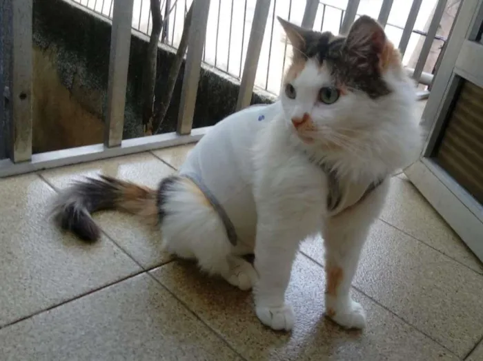 Gato ra a sem raça definida idade 7 a 11 meses nome Mayka