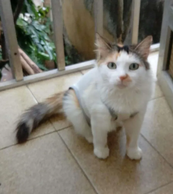 Gato ra a sem raça definida idade 7 a 11 meses nome Mayka