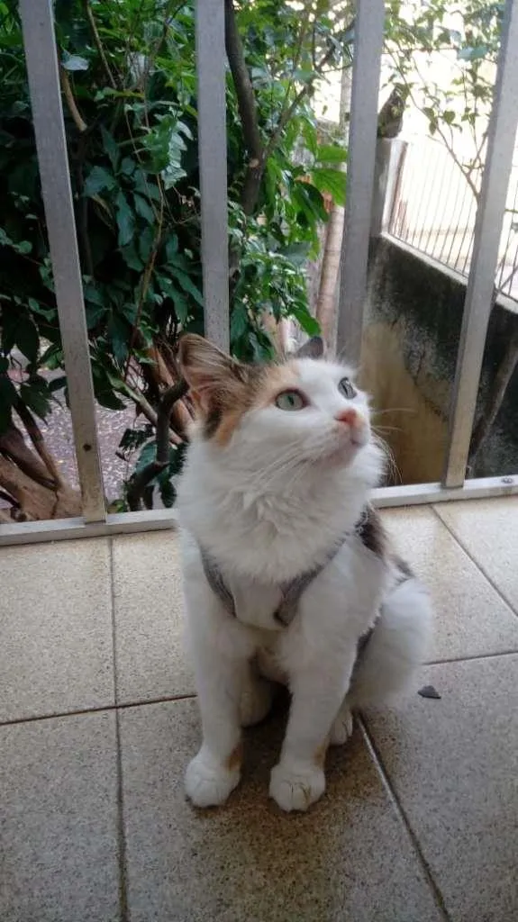 Gato ra a sem raça definida idade 7 a 11 meses nome Mayka