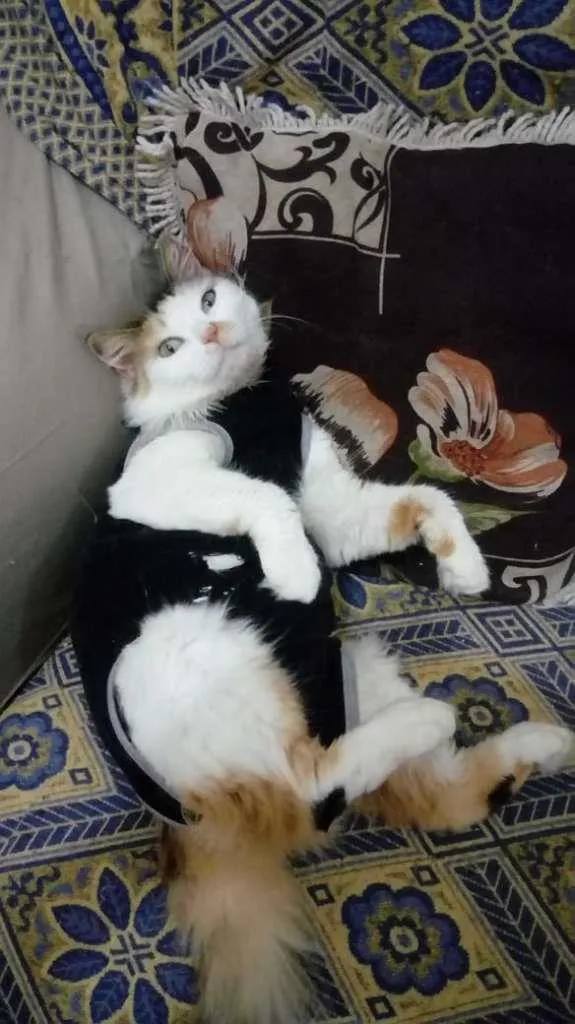 Gato ra a sem raça definida idade 7 a 11 meses nome Mayka