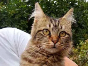 Gato raça SRD-ViraLata idade 1 ano nome sem nome